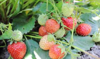 草莓种植方法全过程 草莓的栽培方法